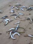 _fishkill.jpg