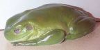 _frog.jpg