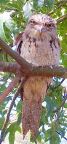 _frogmouth.jpg