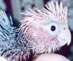 _galah.jpg
