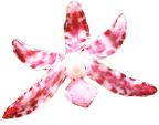 _hyacinth.jpg