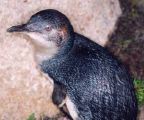 _penguin.jpg