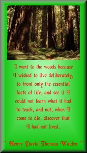 life quote 4