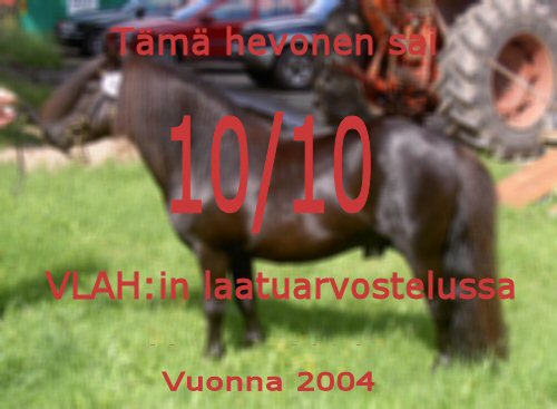 VLAH:n hyvksym laatuhevonen jalostukseen 2003-2004 arvosanalla 10