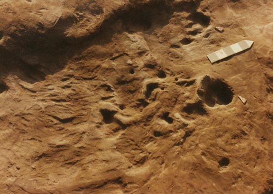 Detalle de huellas animales