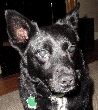 head shot of Digo