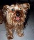 head shot of dixie