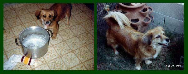 2 Pictures of Brandy.jpg