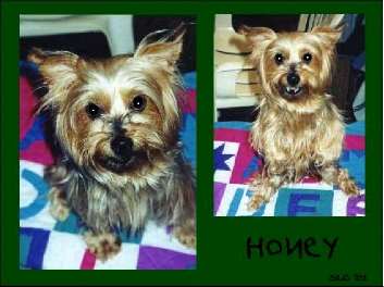 2 pix of Honey