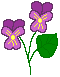 Pansy