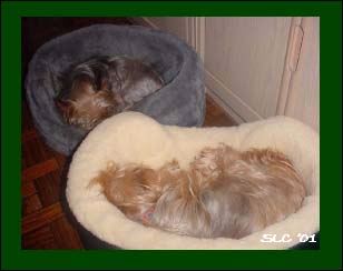2 Sleeping Dogs