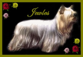 Jewles Pretty Pet Award