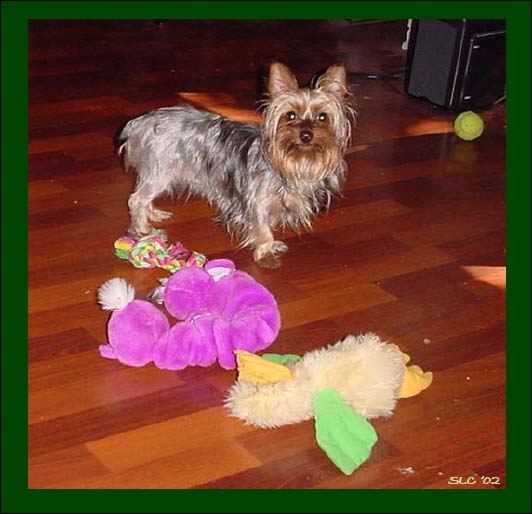 Liz and Toys