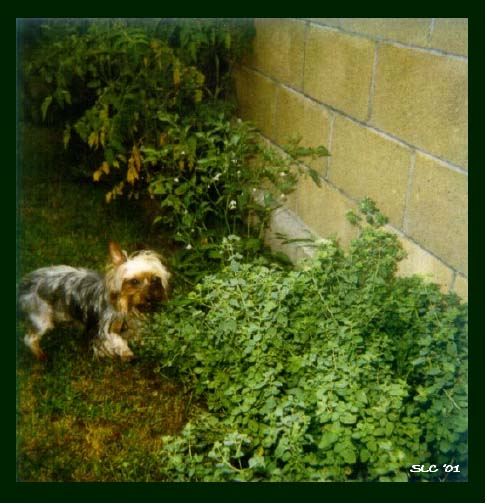 Liz In The Oregano Patch