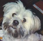 head shot of Pooh