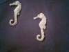 Sea Horses