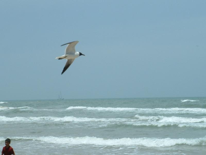 Caught In Flight