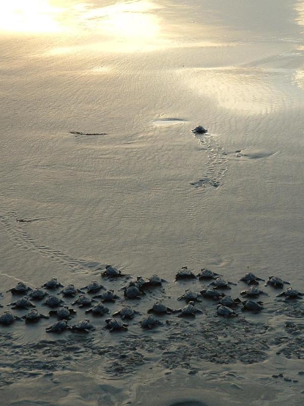Sea Turtle Hatchlings