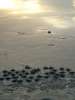 Flock of Sea Turtle Hatchlings