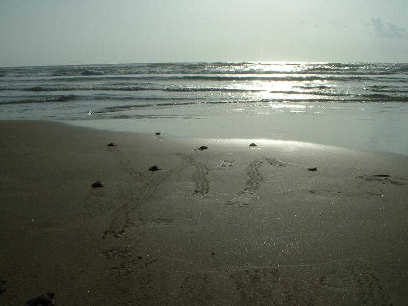 Sea Turtle Hatchlings
