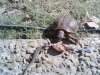 Lizard eating with Turtle