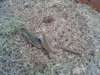 Lizards Mating