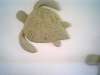 Sea Turtle 2