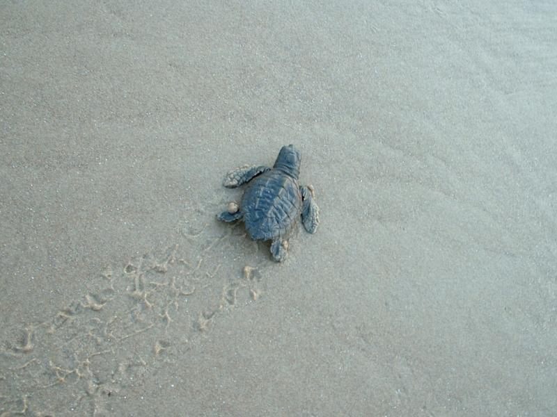 Sea Turtle Hatchling