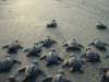 Closeup Sea Turtle Hatchlings