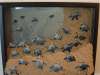 Hatchling Sea Turtles Shadow Box