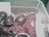Baby Turtles Eating