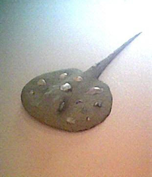 stingray