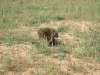 Porcupine