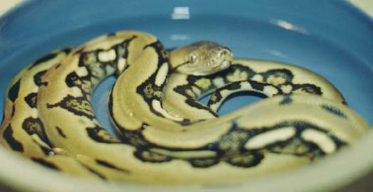 Tiger Retic.jpg