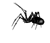 Animated Spider2.gif