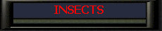 Insects.jpg