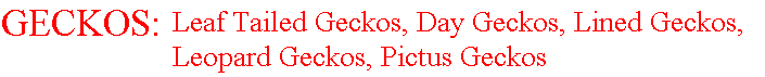 Geckos Available.gif