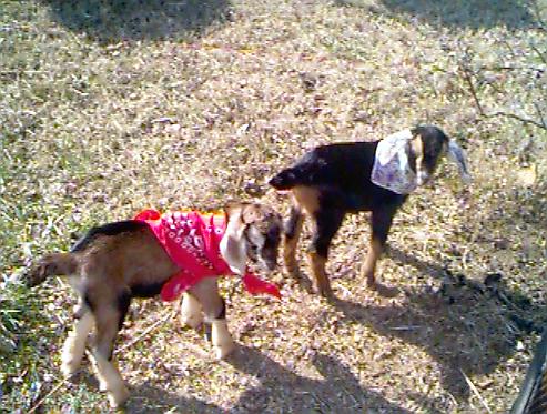 Felix and Calamity Jane