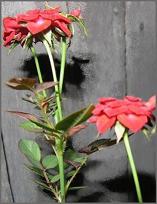 Optima mini rose