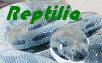Reptile related links = Reptilia