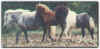 Mare Crystal Colt Charlie and Colt Whirligig
