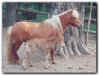 Mare Cherry & Colt Charlie