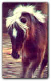 Shetland Pony Mare Garnet
