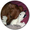 Holly and toy cat.JPG (43989 bytes)