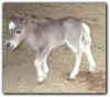 Filly Jubilee