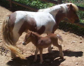 Plain Jane, a filly, born June 12, 2001 to Flash and Bubba