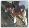 Colt Dancer