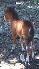 Mojo, a colt, born June 13, 2001 to Damia and Magic