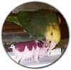 pigparrot.jpg (42592 bytes)