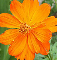 Click on the LOVE flower to see a stargazer forerunner, developed in the 60's!